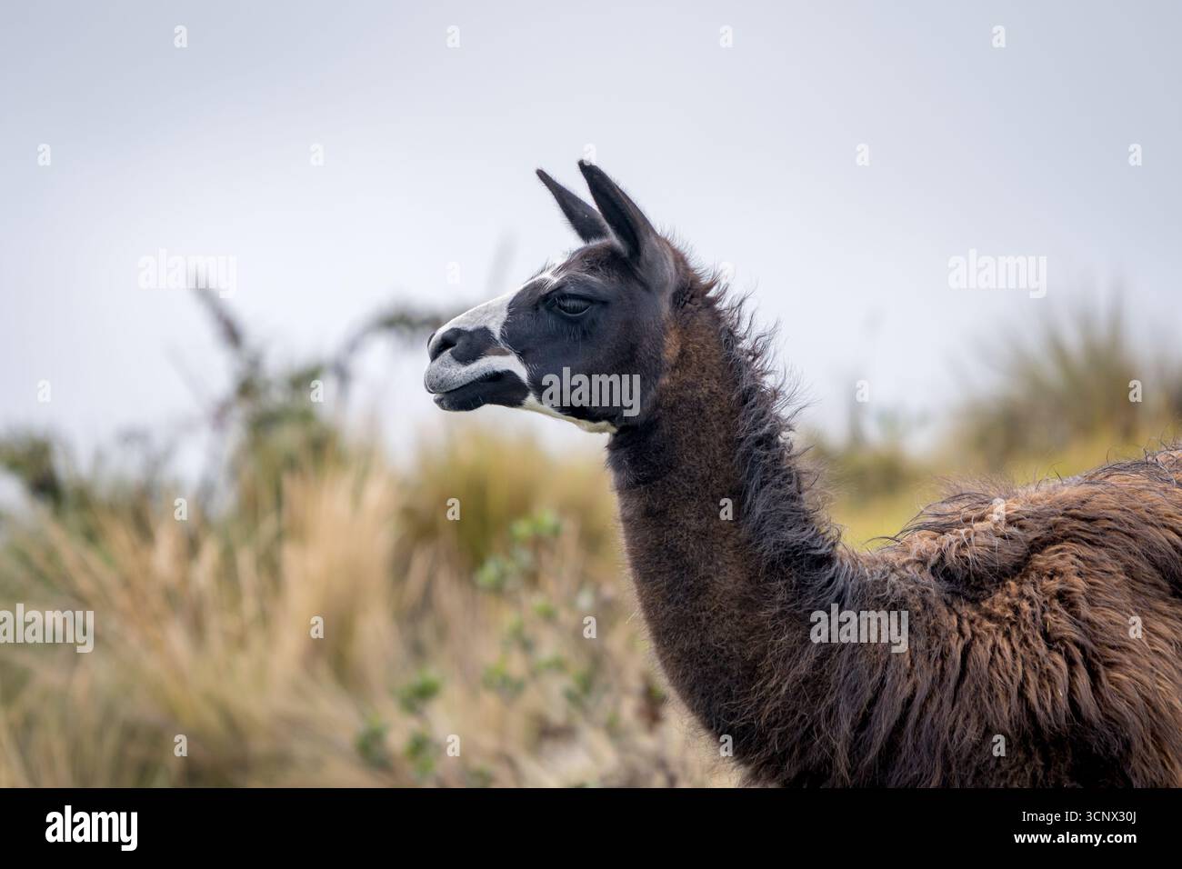 Ein majestätisches Lama steht vor der Kulisse der üppigen Graslandschaften in Cayambe, Ecuador. Ihr dickes Fell und ihr wachsamer Ausdruck spiegeln das Wesen dieses Fells wider Stockfoto