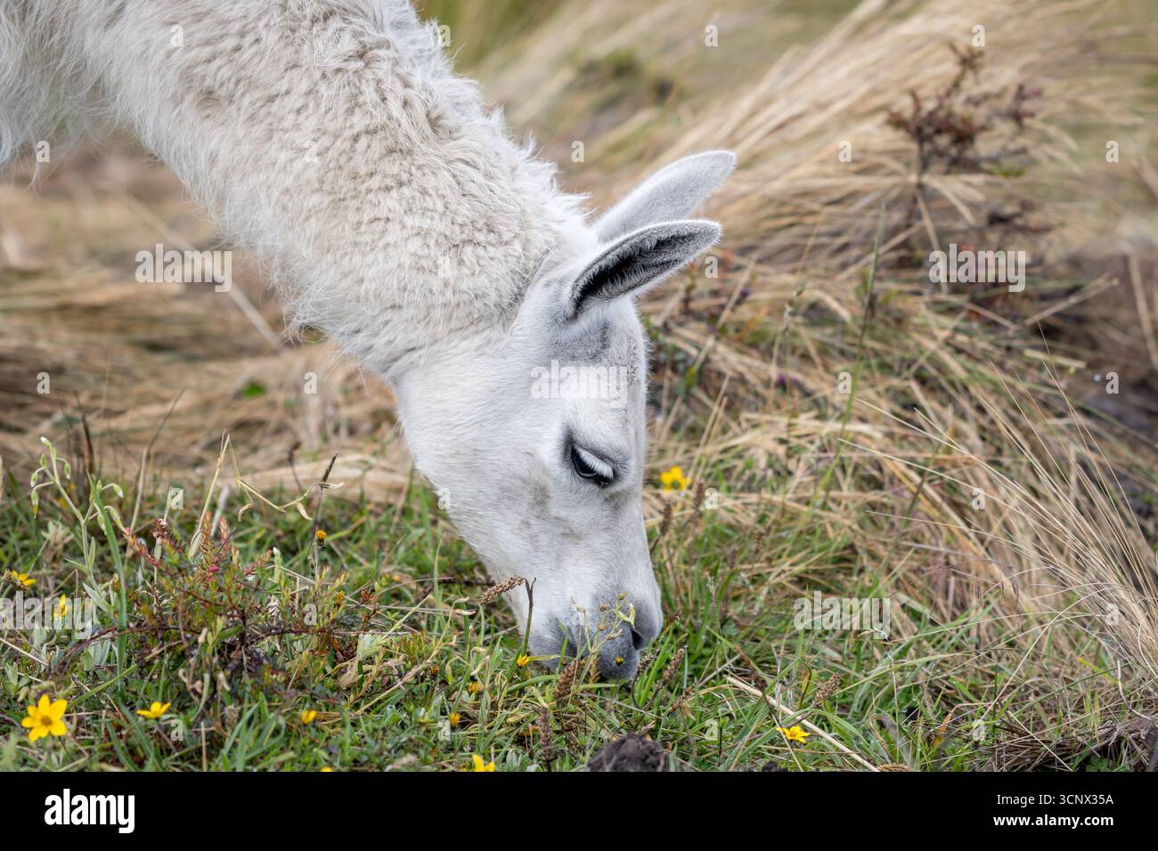 Ein heiteres Lama weidet in den grünen Wiesen von Cayambe, Ecuador. Die Andenlandschaft bietet eine atemberaubende Kulisse und fängt die Ruhe ein Stockfoto