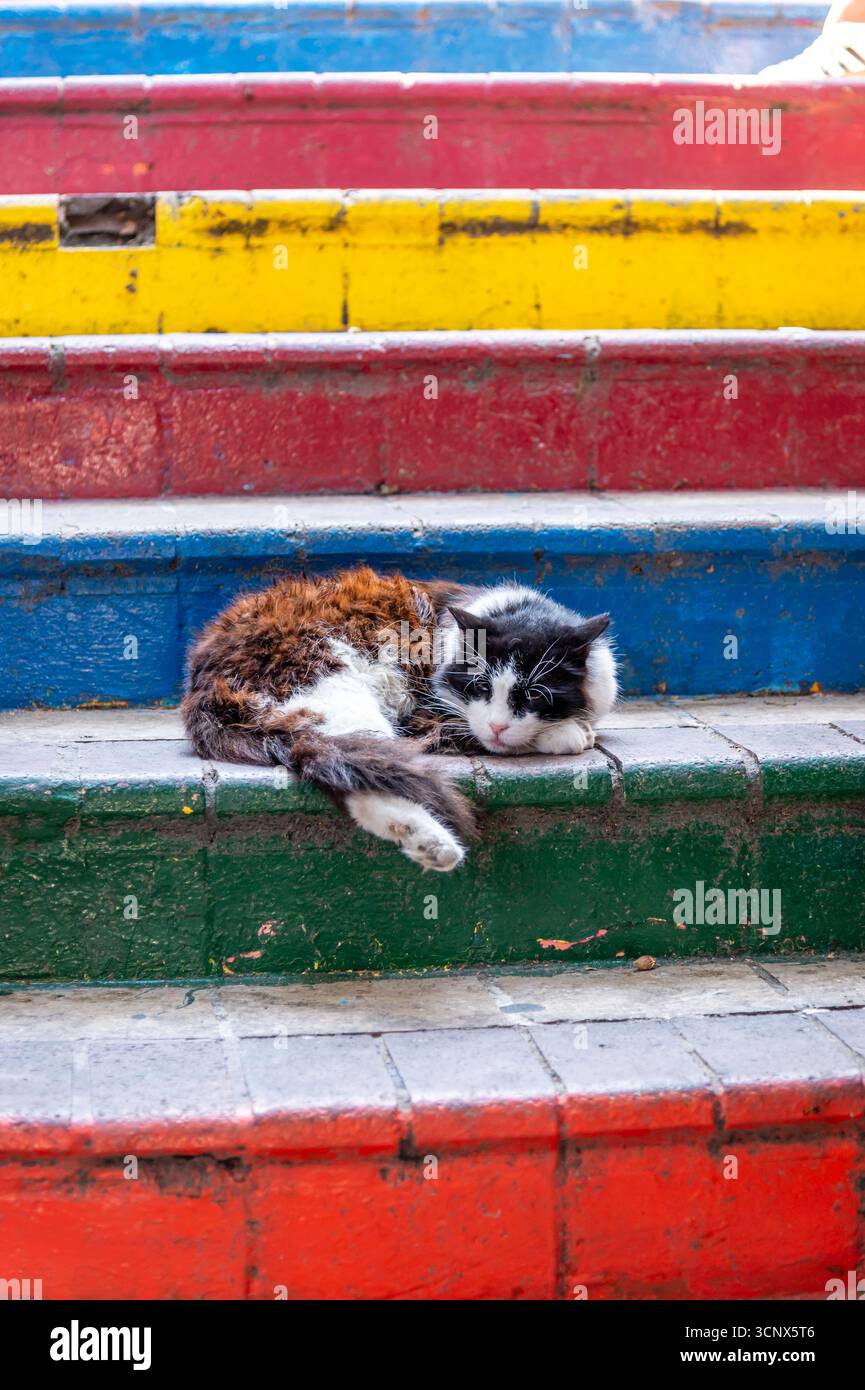 Katzen in Istanbul, Turkiye Stockfoto