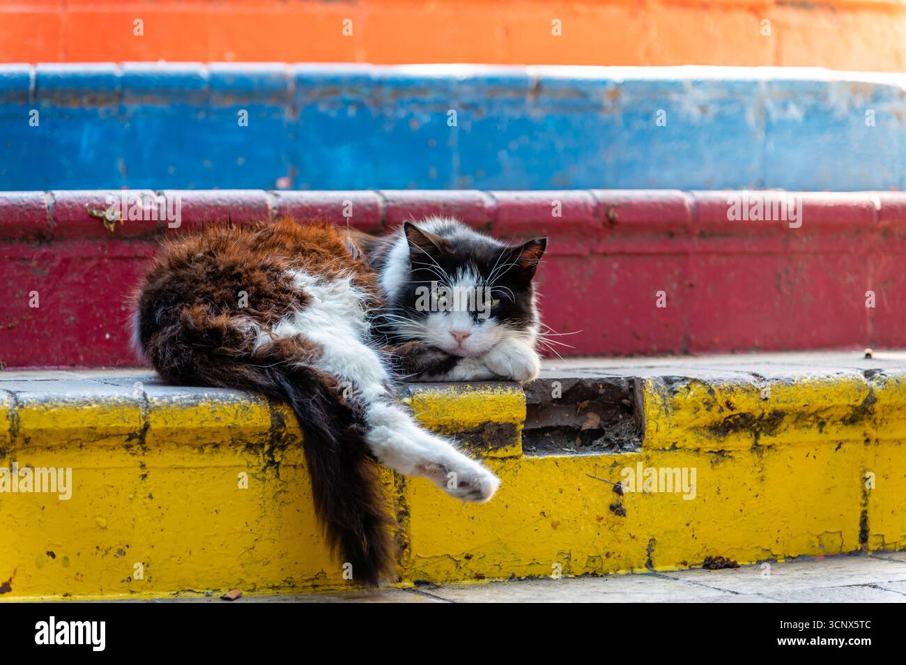 Katzen in Istanbul, Turkiye Stockfoto
