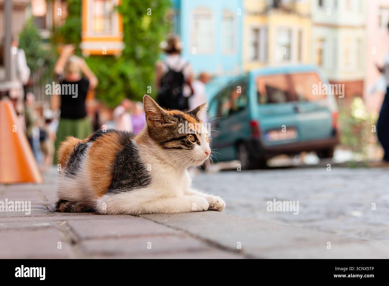 Katzen in Istanbul, Turkiye Stockfoto