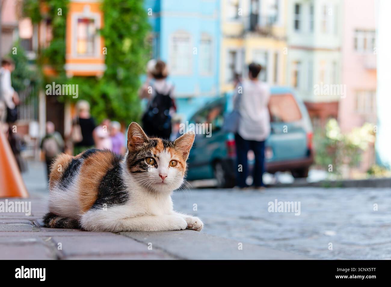 Katzen in Istanbul, Turkiye Stockfoto