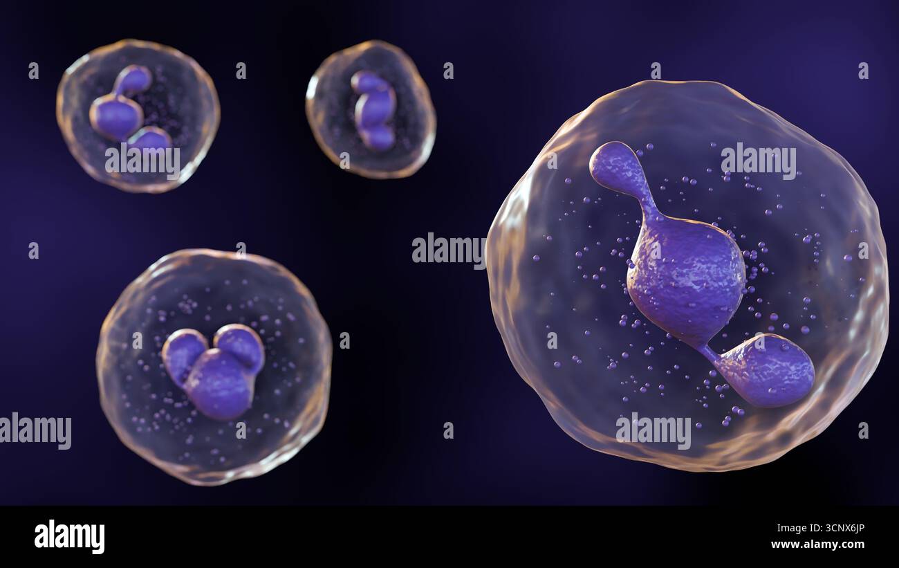 3D-Illustrationsmodell eines Neutrophilen , der am häufigsten vorkommenden Art weißer Blutkörperchen und eines Schlüsselakteurs in der angeborenen Immunantwort Stockfoto