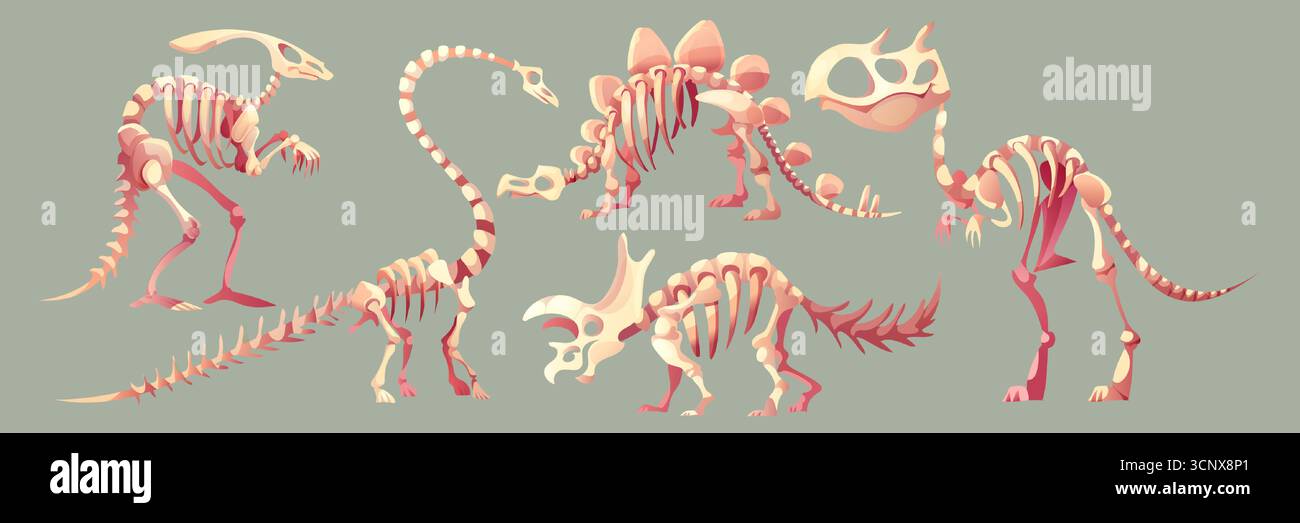 Dinosaurier Fossil Skelett Set mit Knochen für Museum- oder Lehrveranstaltungen. Prähistorische Kreaturen von Stegosaurus und Brachiosaurus, triceratops und tyrannosaurus rex. Paläontologische Illustrationen. Stock Vektor