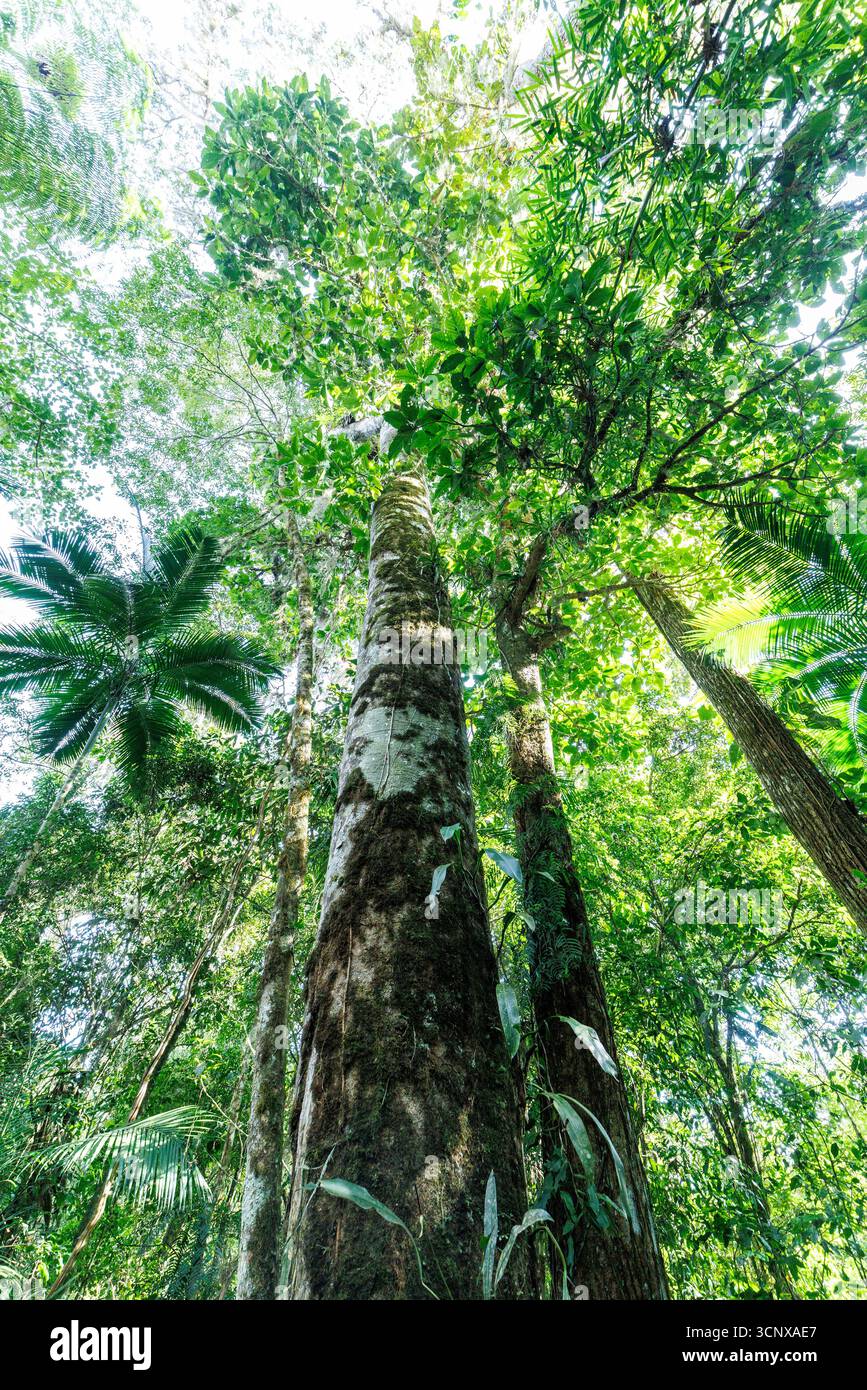 Bäume im Atlantischen Wald, Sao Paulo, Brasilien Stockfoto
