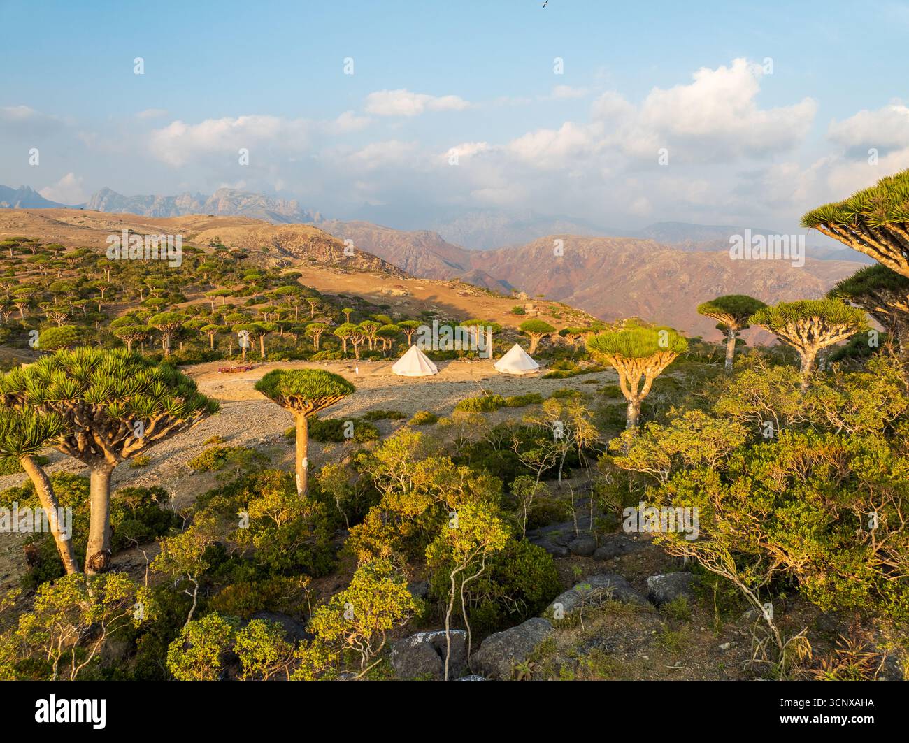 Aus der Vogelperspektive sehen Sie Drachenblutbäume in der Landschaft, Zelte inmitten der einzigartigen Flora, unter einem riesigen Himmel, Firmihin, Socotra, Jemen. Stockfoto