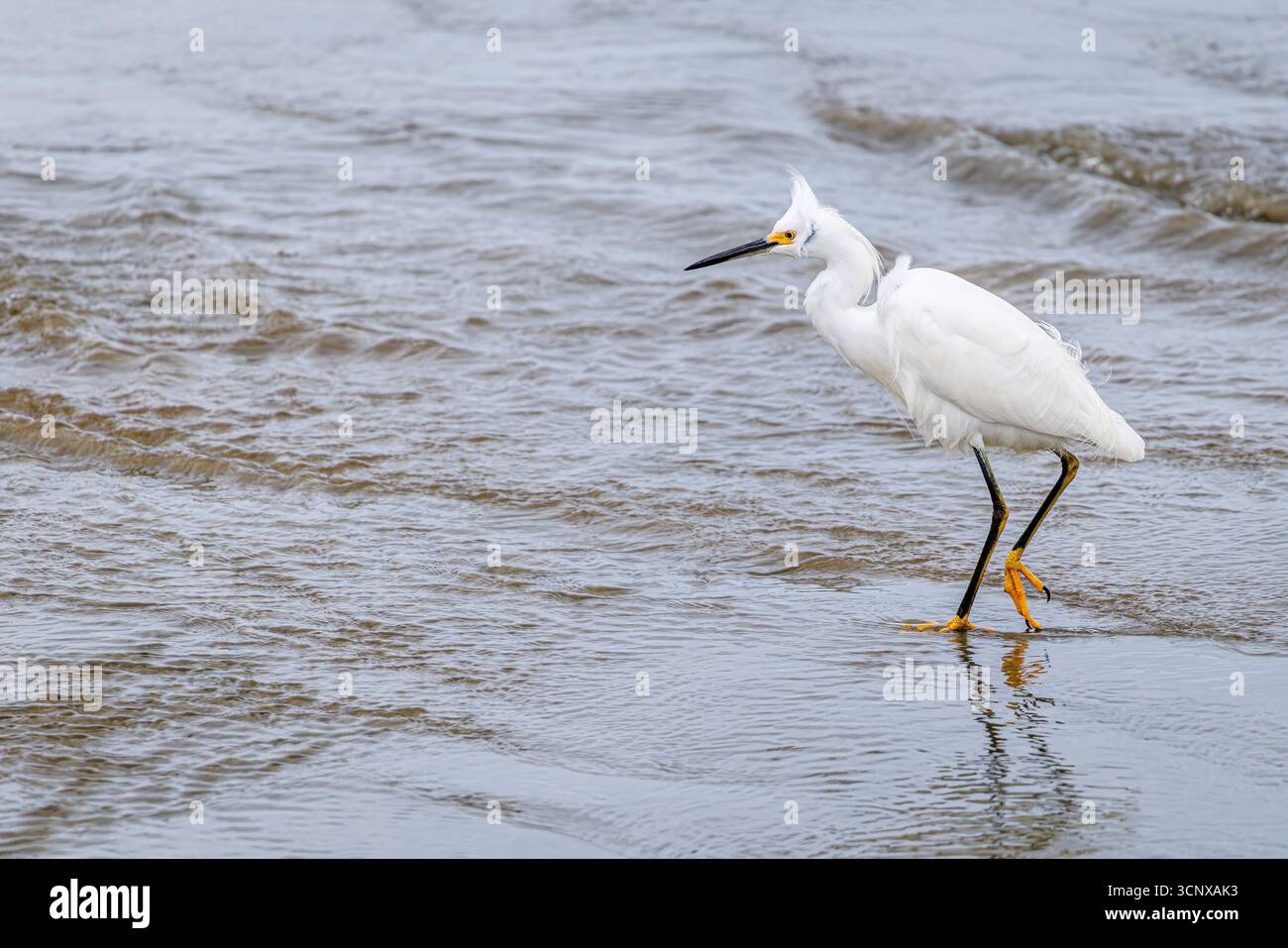 Schneebedeckter Reiher, Egretta Thula, Peruibe, Brasilien Stockfoto