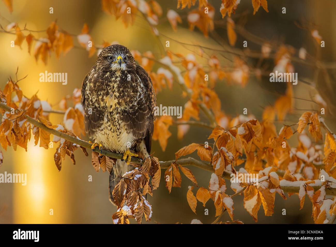 Weiblicher Bussard (Buteo buteo) als fotogenes Objekt Stockfoto