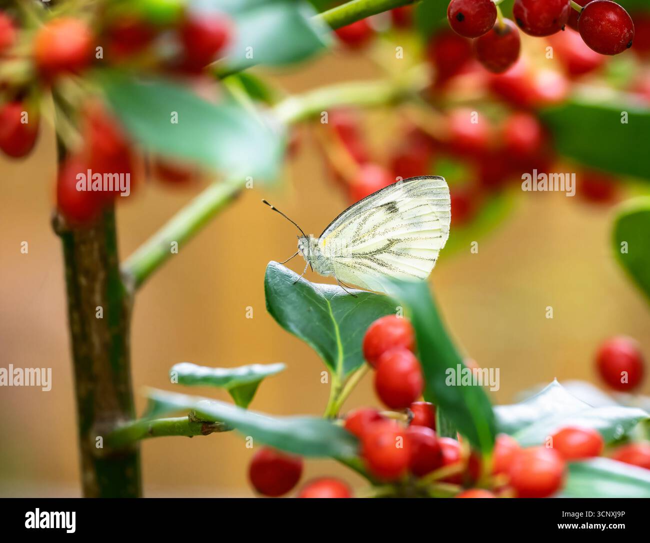 Makro eines Weißkohl-Schmetterlings auf einer stechpalme mit roten Beeren Stockfoto