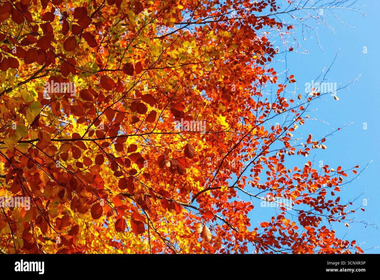 Herbstfarbene Blätter auf den Zweigen Stockfoto