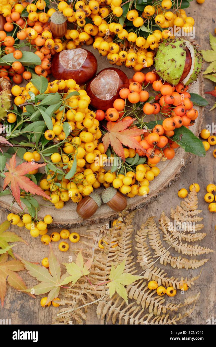 Herbstdekoration aus pyracantha-Beeren, Konkernen, Eicheln, Farn, Acerblättern. Pyracantha Saphyr Jaune, Pyracantha Orange Glow, Acer palmatum BI-Hoo. UK Stockfoto Herbstdekoration aus pyracantha-Beeren, Konkernen, Eicheln, Farn, Acerblättern. Pyracantha Saphyr Jaune, Pyracantha Orange Glow, Acer palmatum BI-Hoo. UK Stockfoto