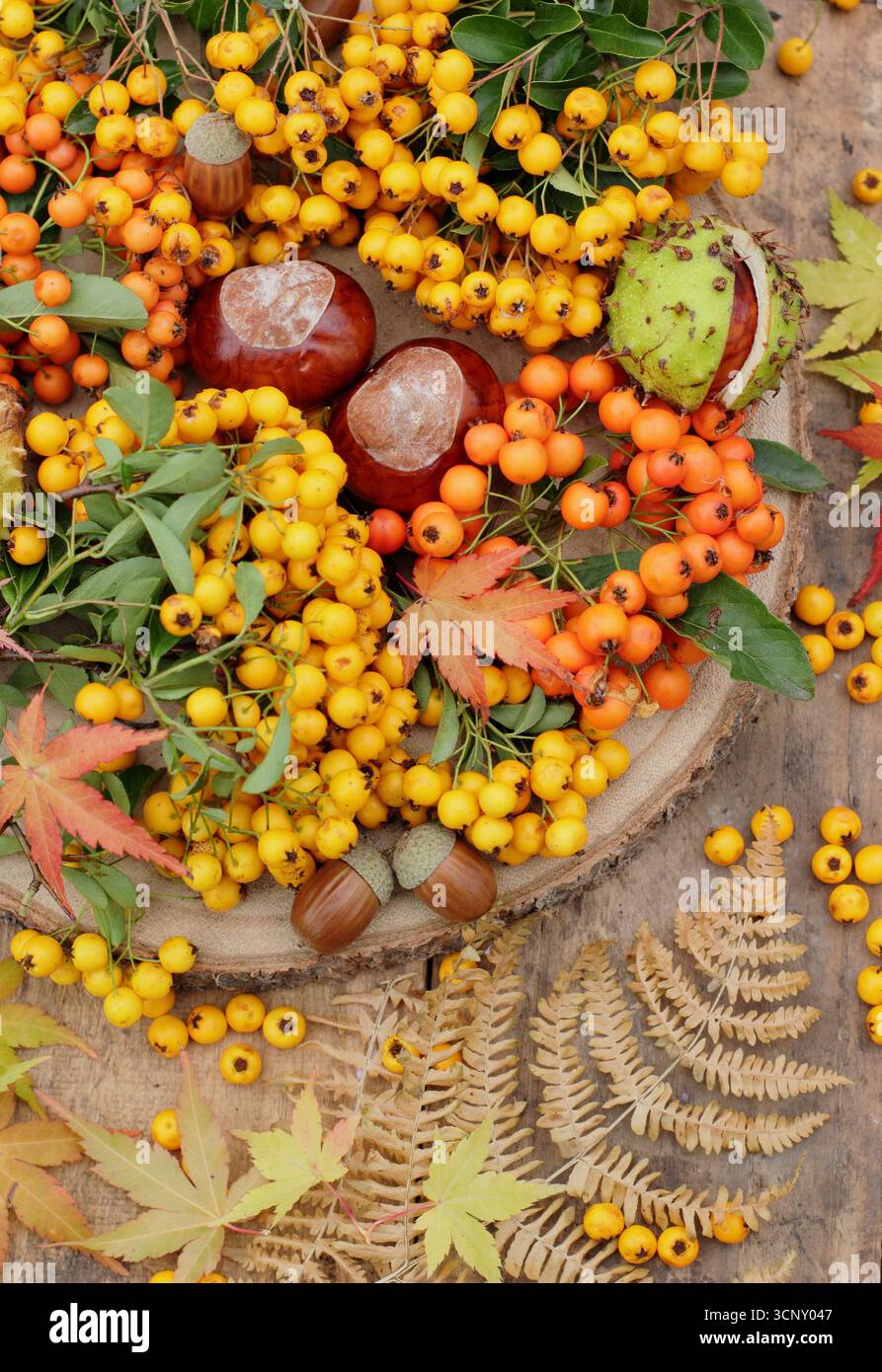 Herbstdekoration aus pyracantha-Beeren, Konkernen, Eicheln, Farn, Acerblättern. Pyracantha Saphyr Jaune, Pyracantha Orange Glow, Acer palmatum BI-Hoo. UK Stockfoto Herbstdekoration aus pyracantha-Beeren, Konkernen, Eicheln, Farn, Acerblättern. Pyracantha Saphyr Jaune, Pyracantha Orange Glow, Acer palmatum BI-Hoo. UK Stockfoto
