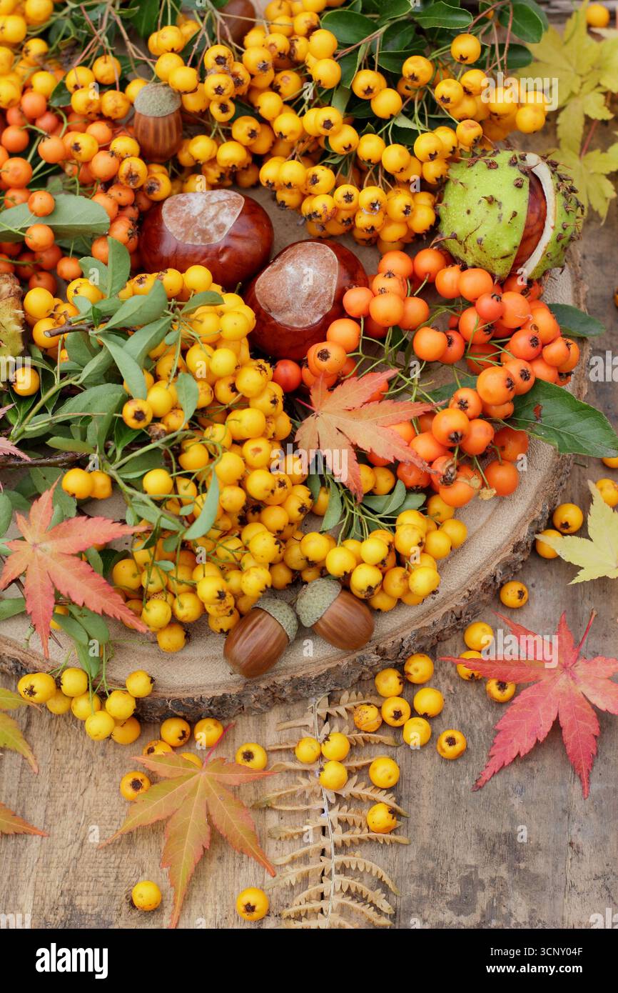 Herbstdekoration aus pyracantha-Beeren, Konkernen, Eicheln, Farn, Acerblättern. Pyracantha Saphyr Jaune, Pyracantha Orange Glow, Acer palmatum BI-Hoo. UK Stockfoto Herbstdekoration aus pyracantha-Beeren, Konkernen, Eicheln, Farn, Acerblättern. Pyracantha Saphyr Jaune, Pyracantha Orange Glow, Acer palmatum BI-Hoo. UK Stockfoto