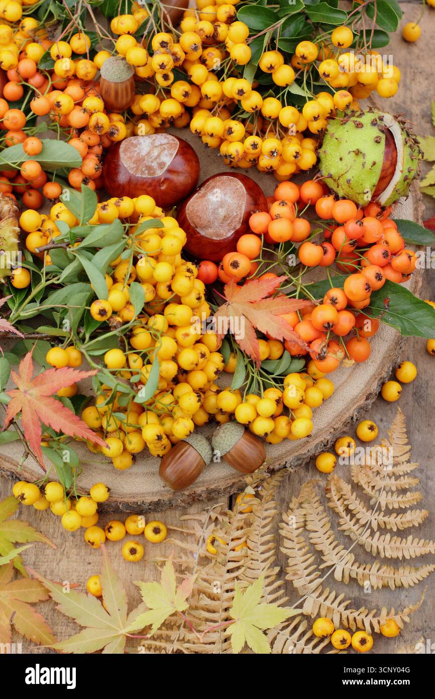 Herbstdekoration aus pyracantha-Beeren, Konkernen, Eicheln, Farn, Acerblättern. Pyracantha Saphyr Jaune, Pyracantha Orange Glow, Acer palmatum BI-Hoo. UK Stockfoto Herbstdekoration aus pyracantha-Beeren, Konkernen, Eicheln, Farn, Acerblättern. Pyracantha Saphyr Jaune, Pyracantha Orange Glow, Acer palmatum BI-Hoo. UK Stockfoto