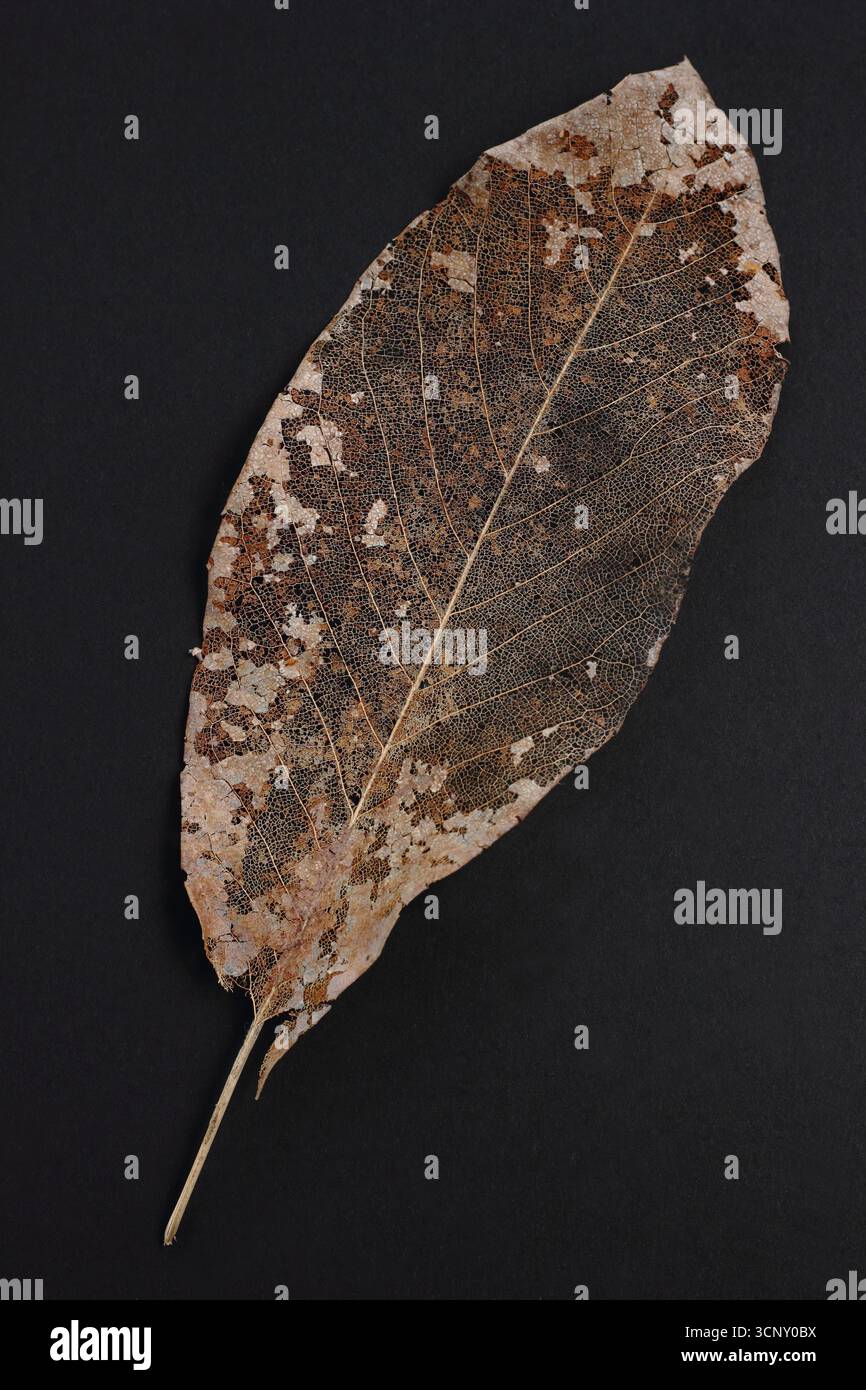 Blattskelett, isoliert auf schwarzem Hintergrund. Detail eines zersetzten Magnolienbaumblattes. UK Stockfoto