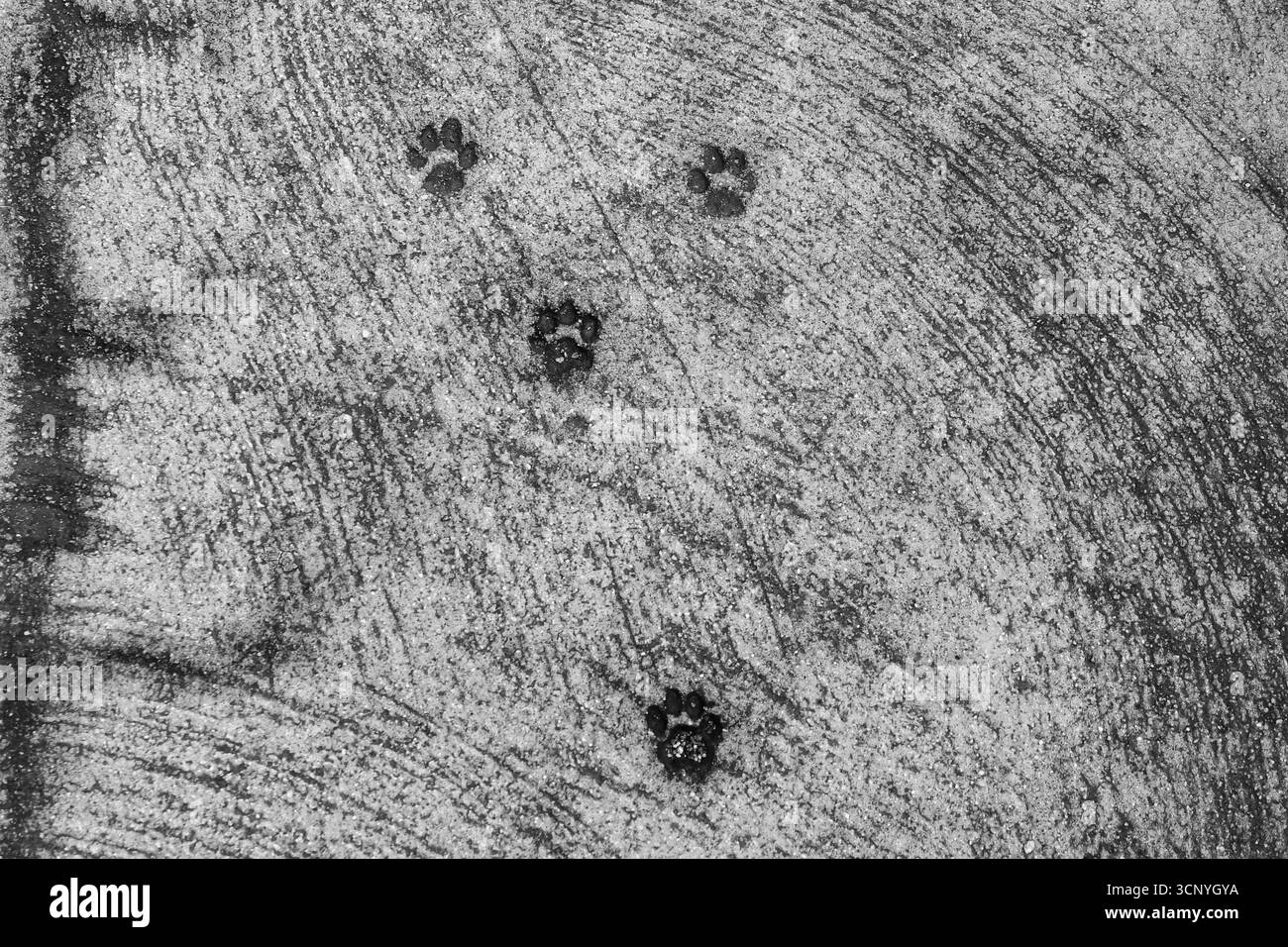 Schwarz-weiß. Hochwinkelansicht von Katzenpfoten, die auf dem Betonboden einer Straße, Italien, beeindruckten Stockfoto