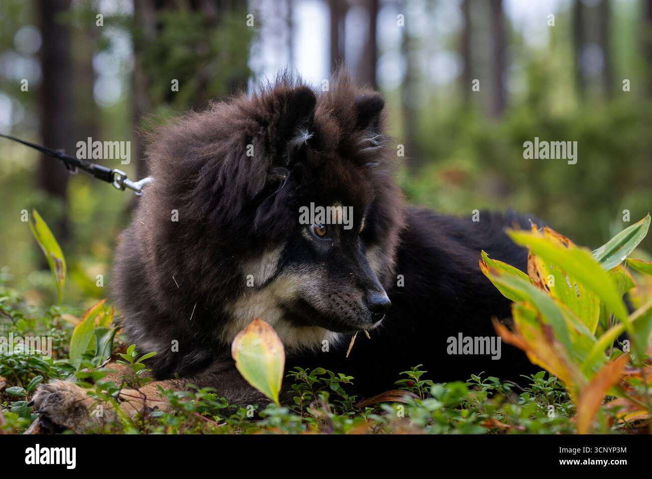 Finnischer Lapphund Welpe im Wald während der Herbstsaison. Nahaufnahme eines Schwarzen mit braunen Punktmarkierungen finnischer Lapphund-Welpen. Stockfoto