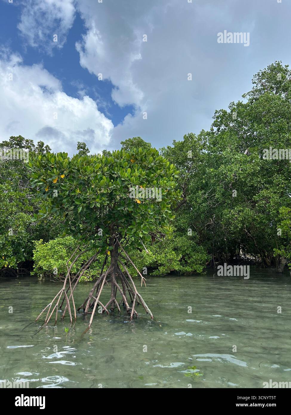 Mangrove - Smartphone-aufgenommenes Stockfoto