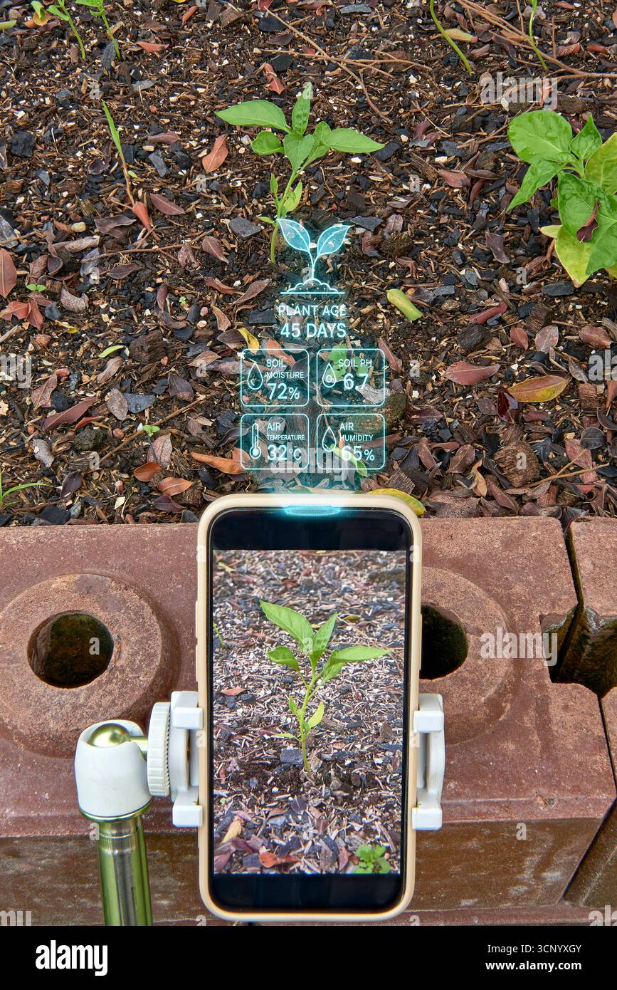Ein Telefon auf einem Stativ scannt einen Sämling und zeigt holographische Daten (Bodenfeuchte, pH-Wert, Temperatur) an. Ein Konzept für intelligente Landwirtschaft, Agritech, Präzision A Stockfoto