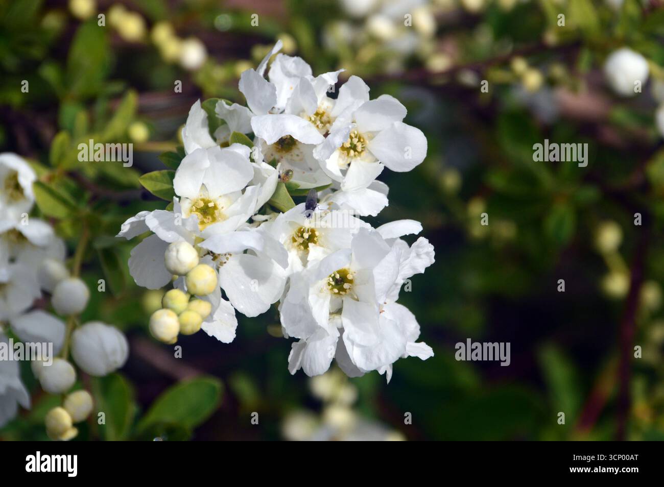 Kleine weiße Exochorda x Macrantha „die Braut“ (Perlbusch) Blumen im RHS Garden Harlow Carr, Harrogate, England, Großbritannien. Stockfoto