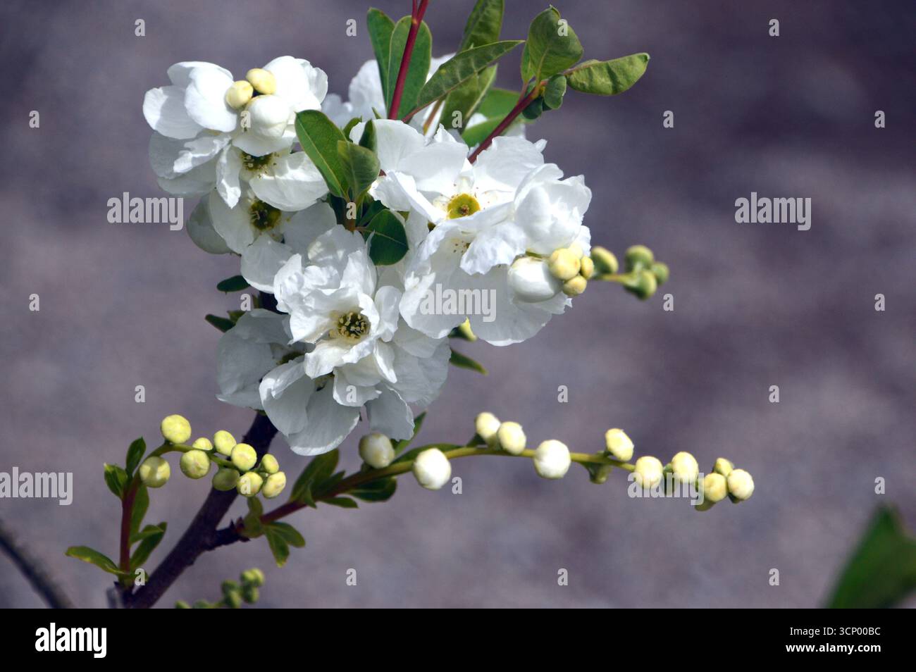 Kleine weiße Exochorda x Macrantha „die Braut“ (Perlbusch) Blumen im RHS Garden Harlow Carr, Harrogate, England, Großbritannien. Stockfoto