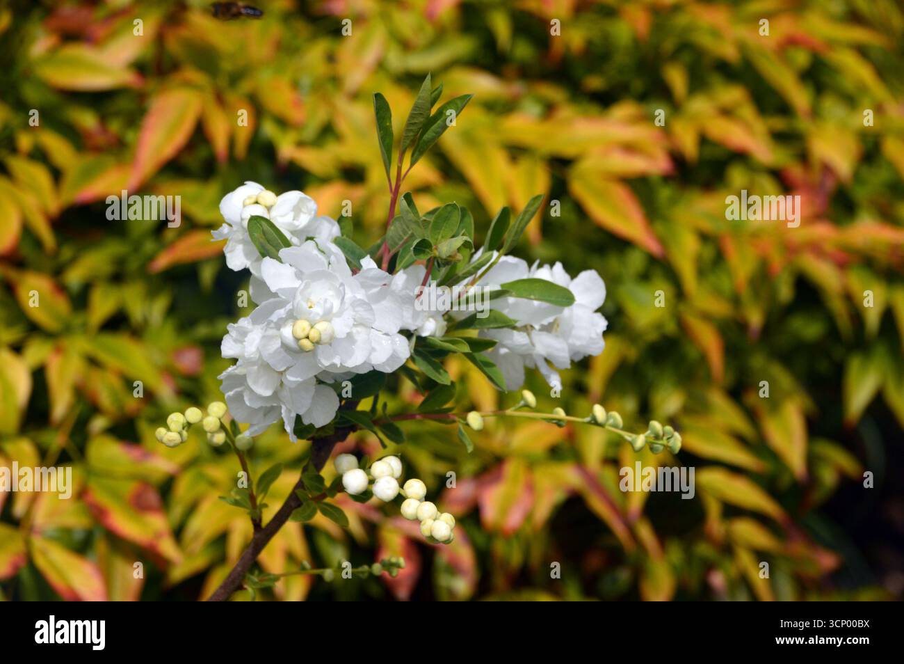 Kleine weiße Exochorda x Macrantha „die Braut“ (Perlbusch) Blumen im RHS Garden Harlow Carr, Harrogate, England, Großbritannien. Stockfoto