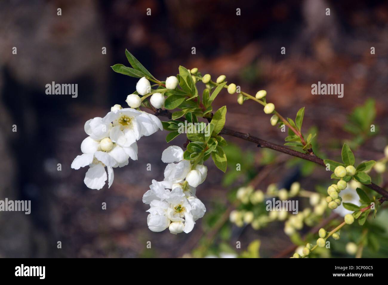 Kleine weiße Exochorda x Macrantha „die Braut“ (Perlbusch) Blumen im RHS Garden Harlow Carr, Harrogate, England, Großbritannien. Stockfoto