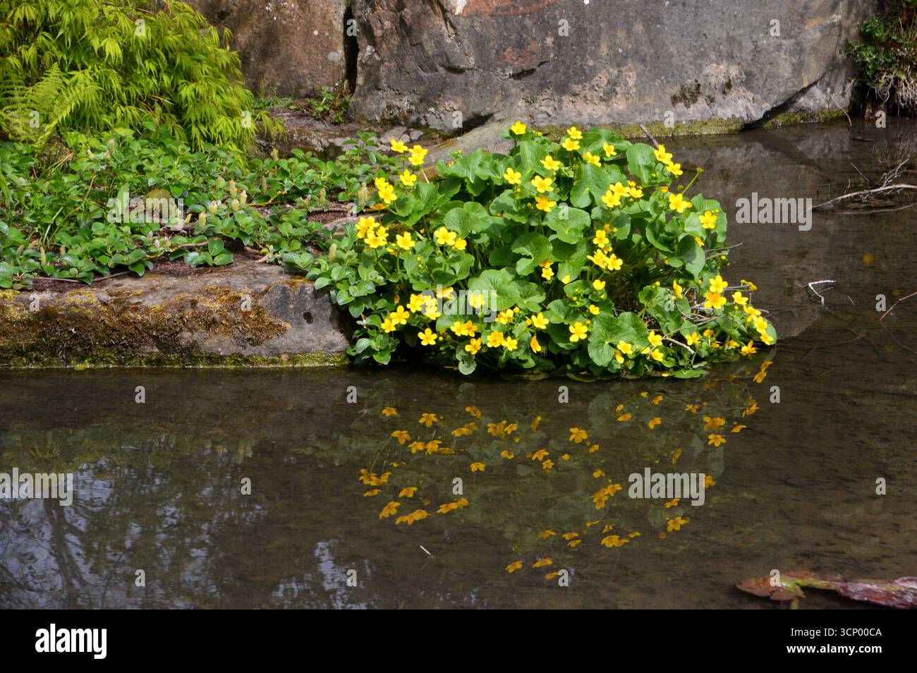Kleine gelbe Caltha palustris „Marsh Marigold“ Blumen spiegeln sich im Stream im RHS Garden Harlow Carr, Harrogate, England, Großbritannien. Stockfoto