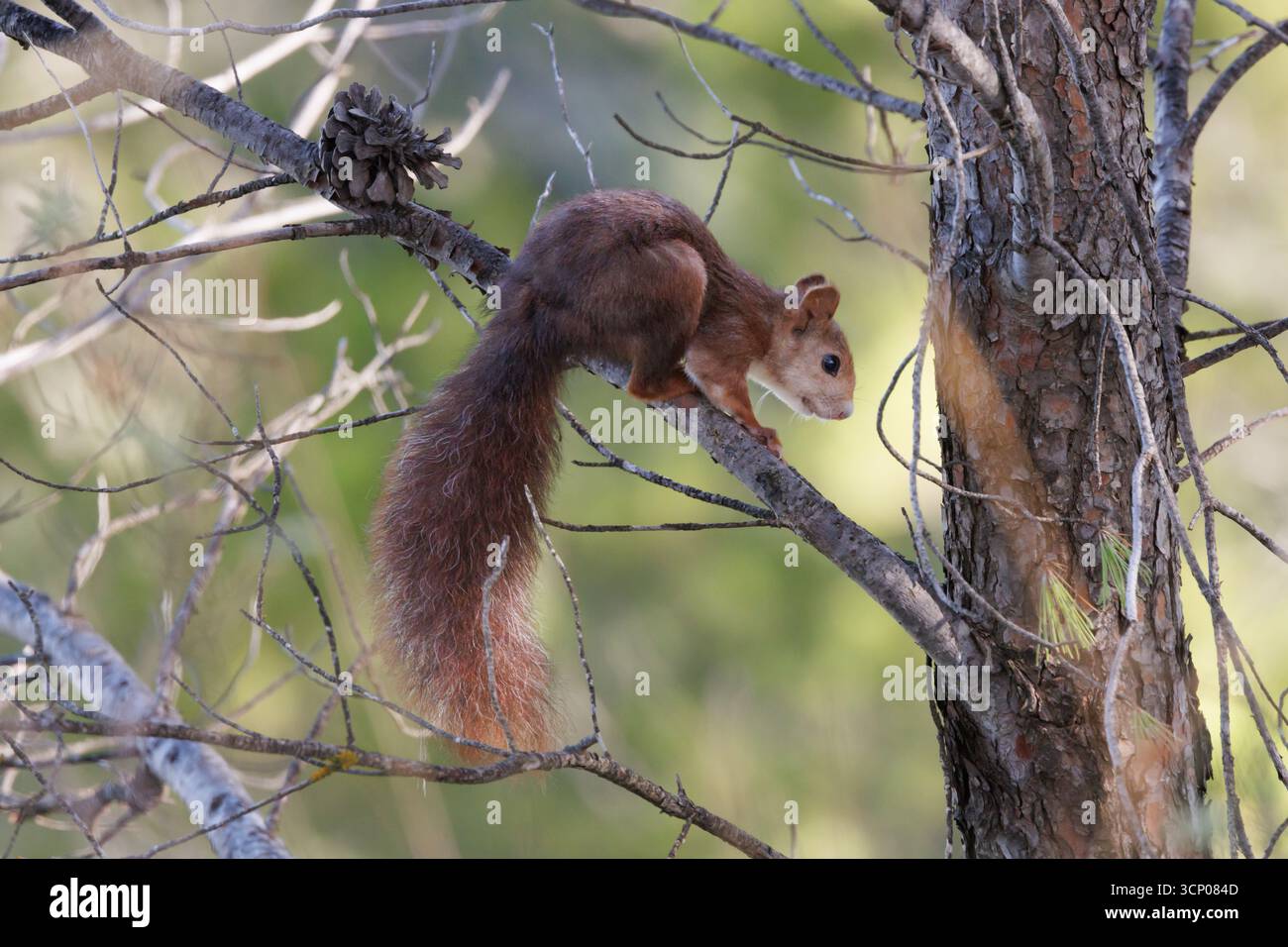 Eichhörnchen (Sciurus vulgaris) auf einem Kiefernzweig mit verschwommenem Hintergrund, Alcoy, Spanien Stockfoto