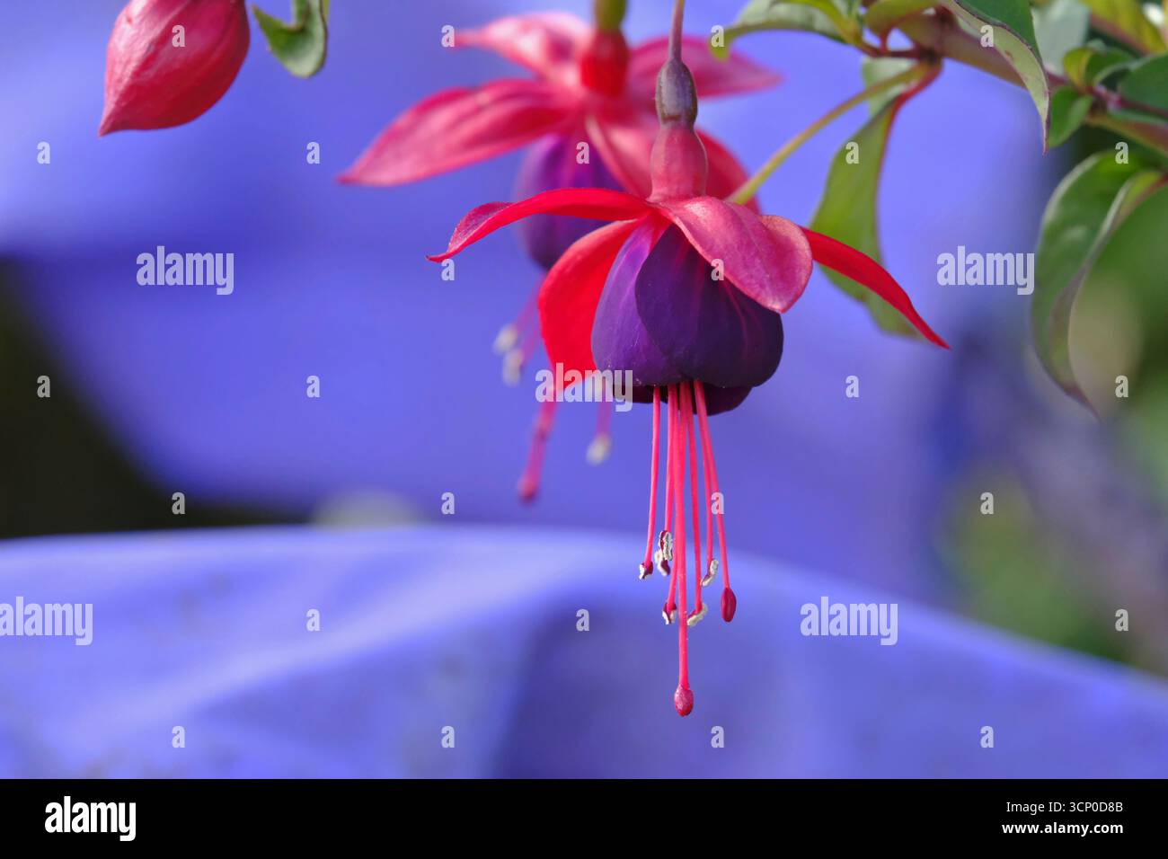Nahaufnahme der aufziehenden Fuchsia „Dark Eyes“ in Blüte, mit leuchtend roten Sepalen und tiefviolettem Lila (Fuchsia hybrida), Sommerblühpflanze Stockfoto
