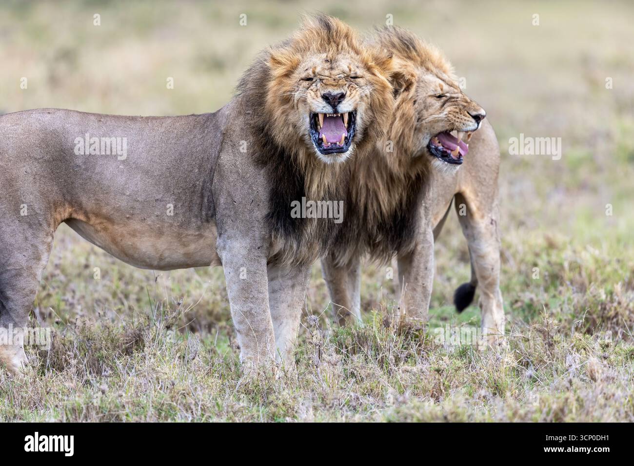 Zwei dominante männliche Löwen machen eine flämische Grimasse, um bestimmte Gerüche in der Umgebung zu entdecken: Masai Mara, Olare Motorogi Conservancy, Kenia Stockfoto