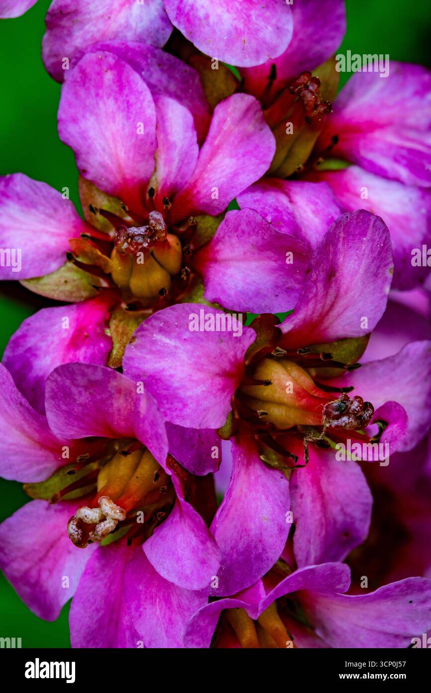 Natürliche Nahaufnahme blühendes Pflanzenportrait der Bergenia „Morgenröte“, Elefantenohren „Morgenröte“, Bergenia „Morgenrot“. Aufmerksamkeit erregend, schön Stockfoto