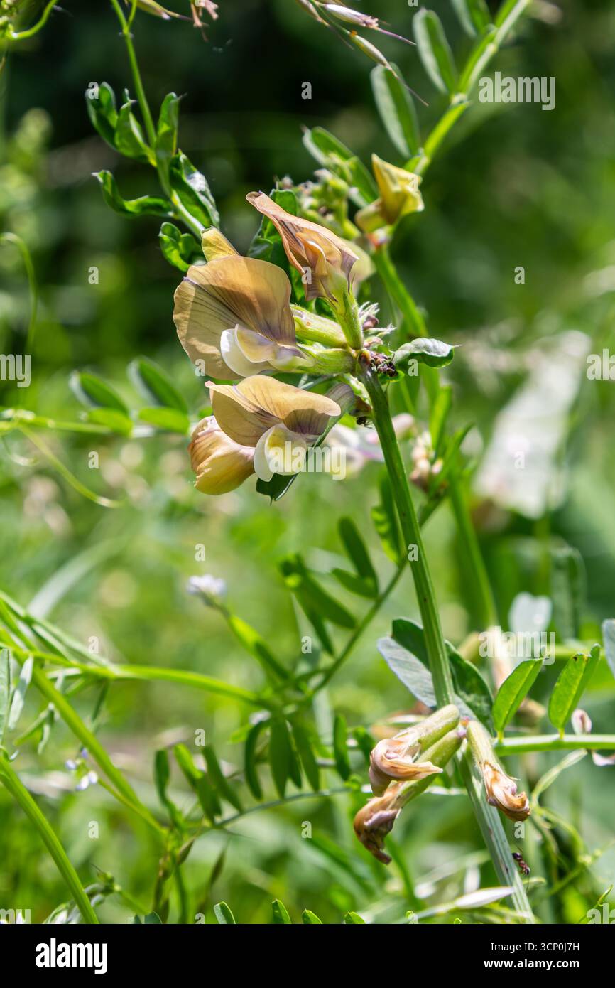 Die feinblättrige Wicke zeigt einzigartige blassgelbe Blüten auf einem lebhaften grünen Hintergrund, die in ihrem natürlichen Frühlingshabitat gedeihen und die Aufmerksamkeit von p Stockfoto