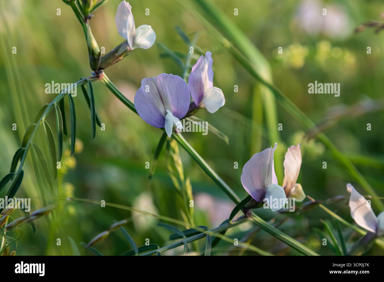 Die feinblättrige Wicke zeigt ihre zarten violetten und weißen Blüten inmitten üppiger Grünflächen und unterstreicht ihre Schönheit in einer ruhigen Umgebung bei Sonnenaufgang. Stockfoto