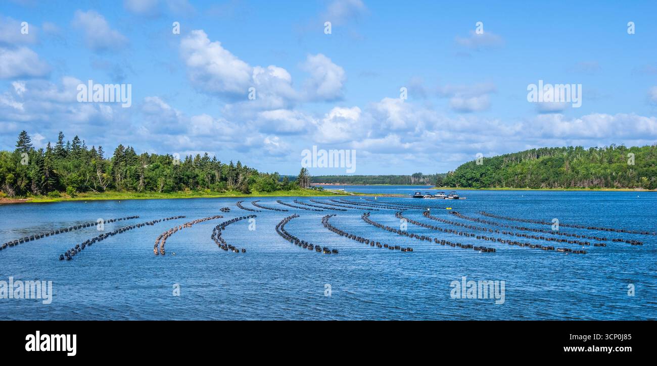 Oyster Farm in New London auf Prince Edward Island Kanada Stockfoto