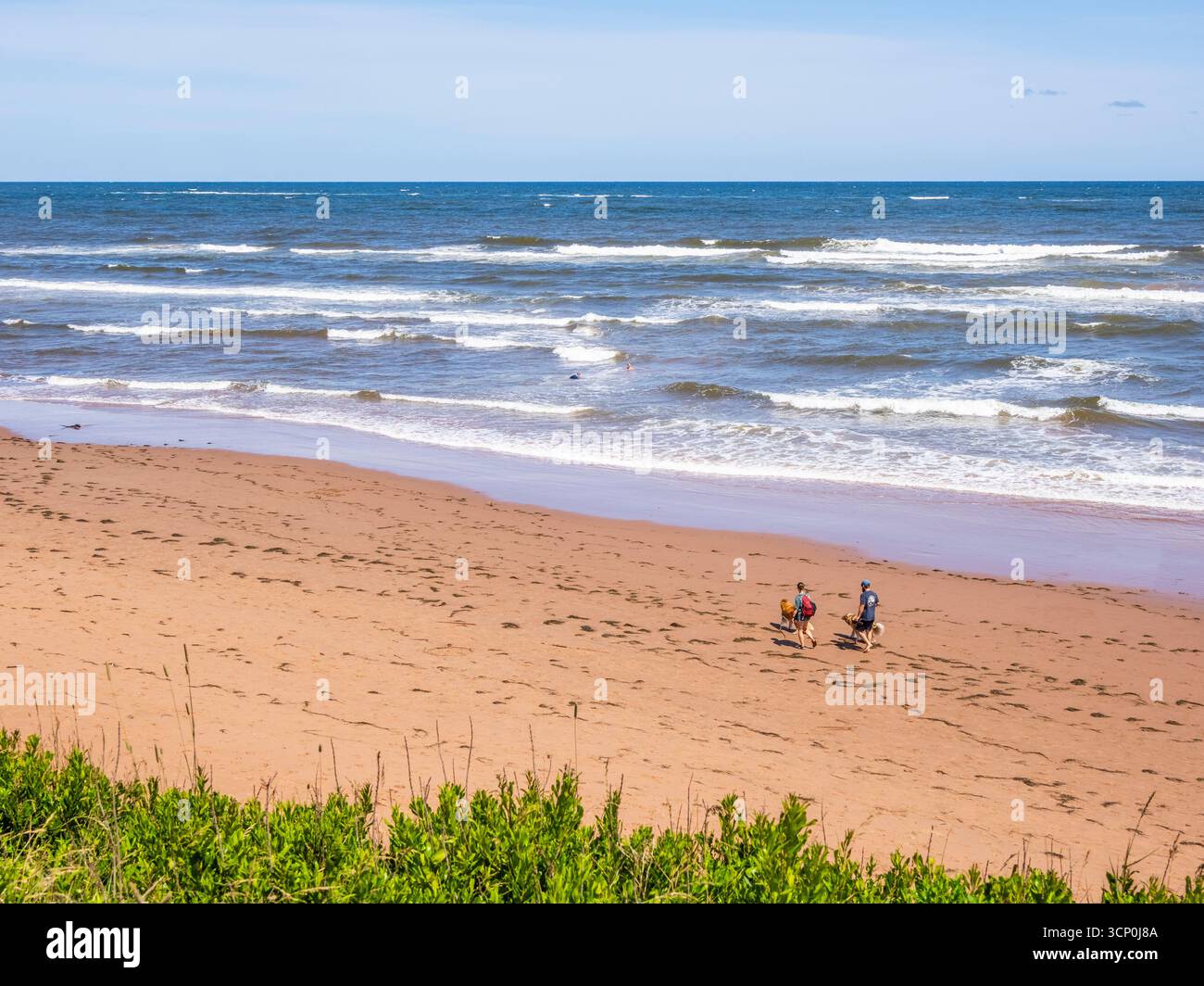 Spazieren Sie mit Hunden auf rotem Sand Thunder Cove Beach am Nordufer von Prince Edward Island Kanada in der Nähe der Stadt Darnley Stockfoto