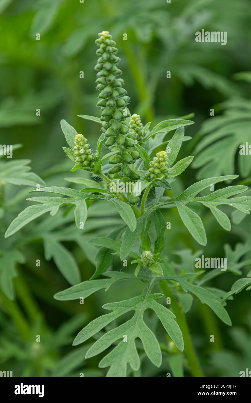 Ambrosia artemisiifolia zeigt dichte Gruppen von grünen Blütenknospen zwischen leuchtend grünen Blättern in einem Feld während der warmen s Stockfoto