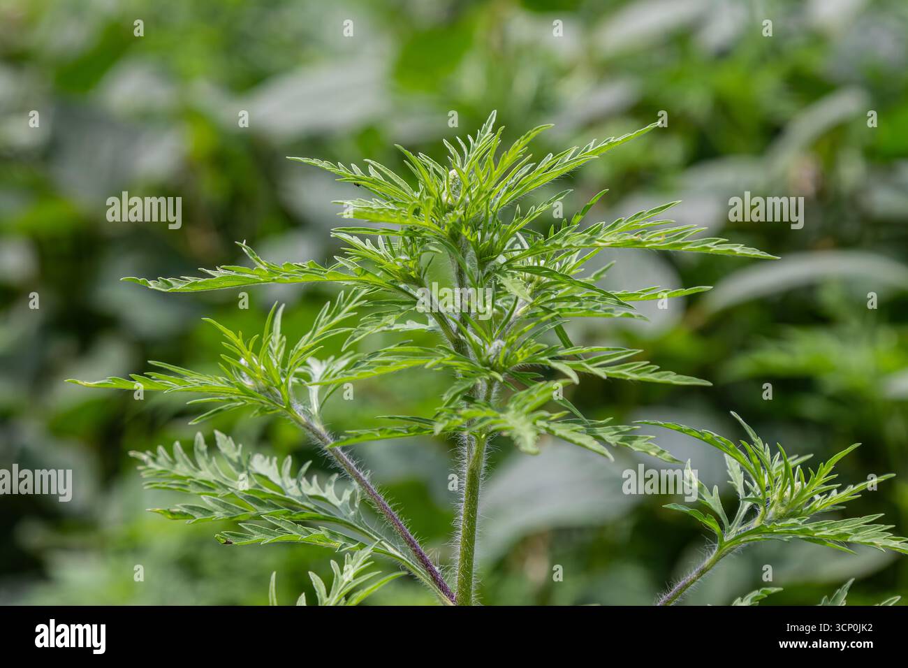 Ragweed blüht in seiner Umgebung mit leuchtend grünen Blättern vor einem Hintergrund von verschwommenem Grün und fängt das Wesen des Sommergras ein Stockfoto