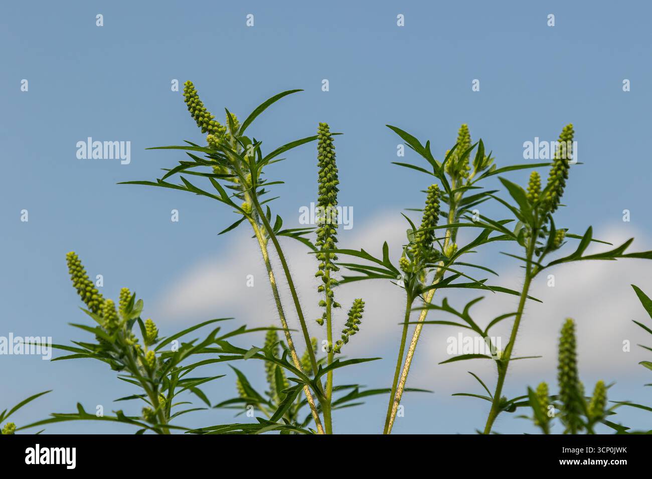 Ambrosia artemisiifolia blüht mit grünen Stängeln und winzigen Blütenspitzen unter blauem Himmel, durchsetzt von flauschigen Wolken auf einer sonnigen Sonne Stockfoto