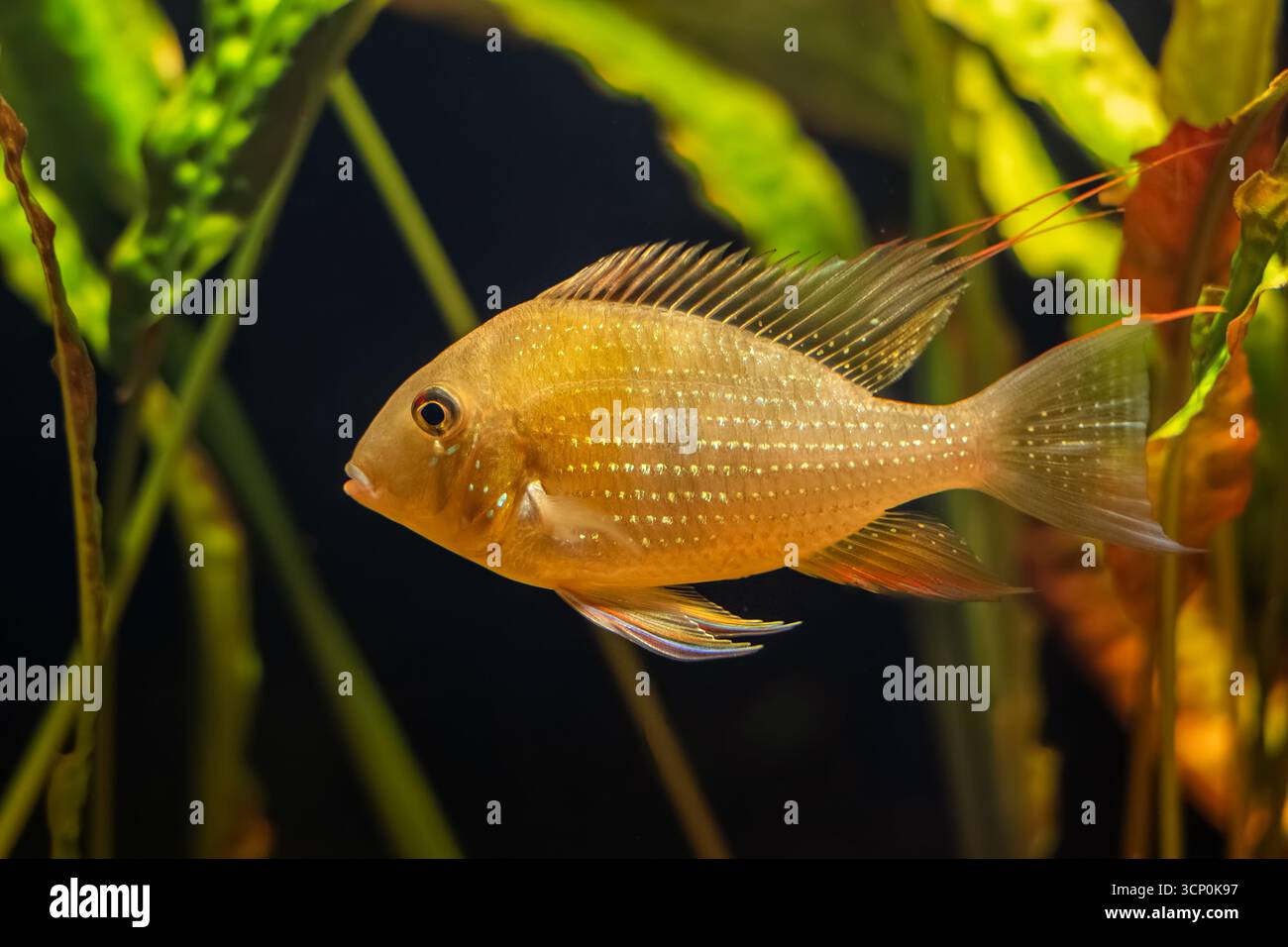 Die Fadenflosse acara (Acarichthys heckelii), Heckels Fadenflosse acara, Fisch aus der Familie der Cichlidae, die in Südamerika beheimatet ist. Stockfoto