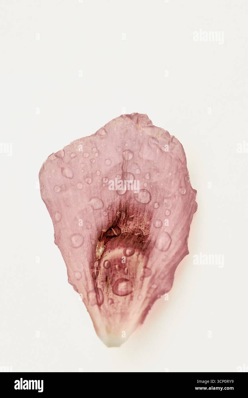 Mohnblumen Stockfoto
