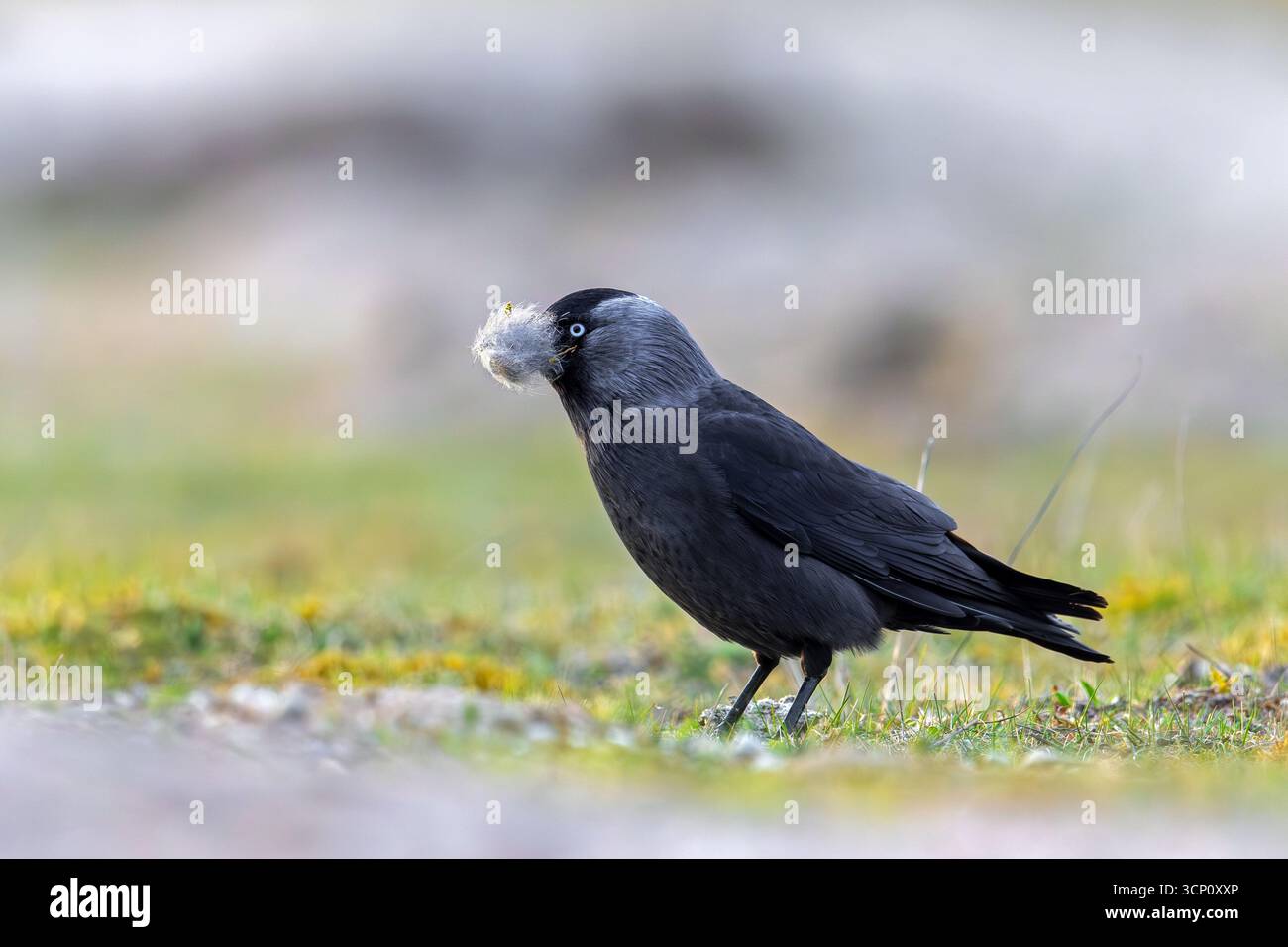 Westjakdaw / Europäischer Jakdaw (Coloeus monedula) sammelt Nestmaterial wie Schafwolle auf der Wiese / Weide für den Nestbau im Frühjahr Stockfoto