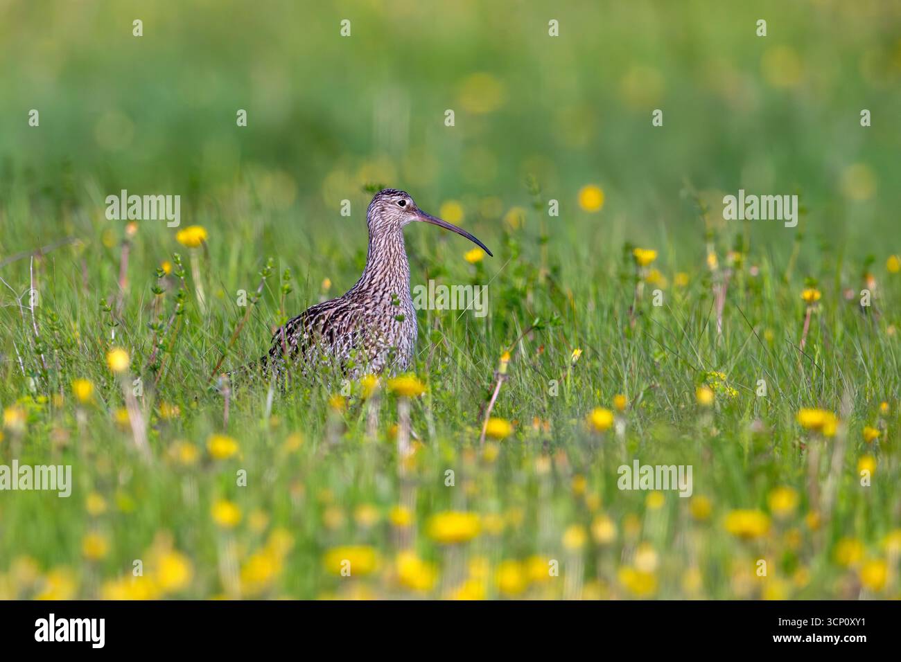 Eurasischer Brach / gewöhnlicher Brach (Numenius Arquata / Scolopax arquata), der im Frühjahr auf der Weide mit Wildblumen auf der Suche ist Stockfoto