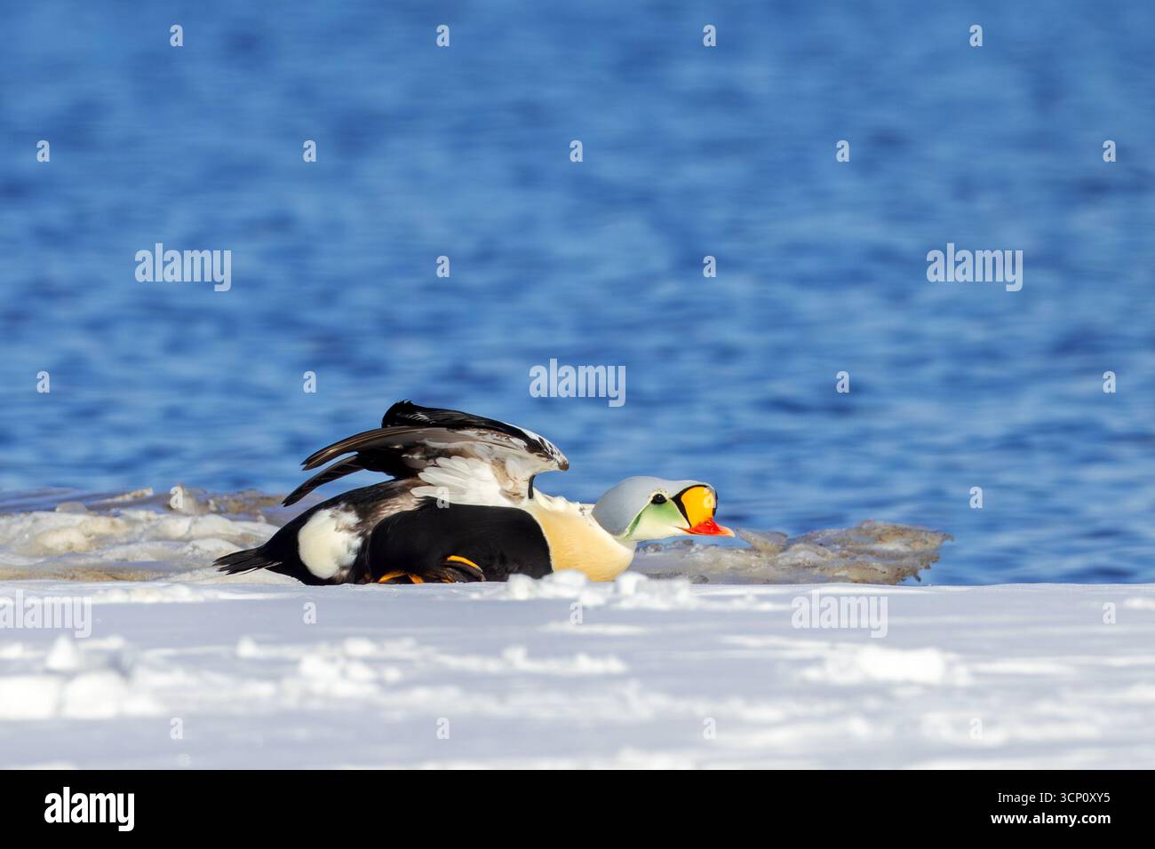 Königseider (Somateria spectabilis) ausgewachsener Männchen im Zuchtgefieder, die Flügel am schneebedeckten Ufer im Frühjahr, Svalbard/Spitzbergen ausdehnen Stockfoto