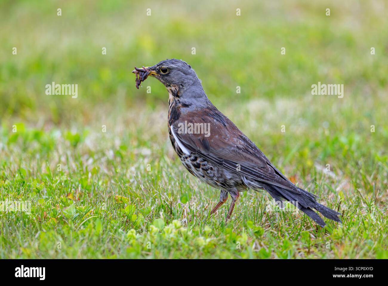 Feldarbeit (Turdus pilaris) Erwachsene, die im Grasland/auf der Wiese mit Schnäbel voller Regenwürmer zur Fütterung von Küken im Frühjahr nach Regenschauer auf Futtersuche sind Stockfoto