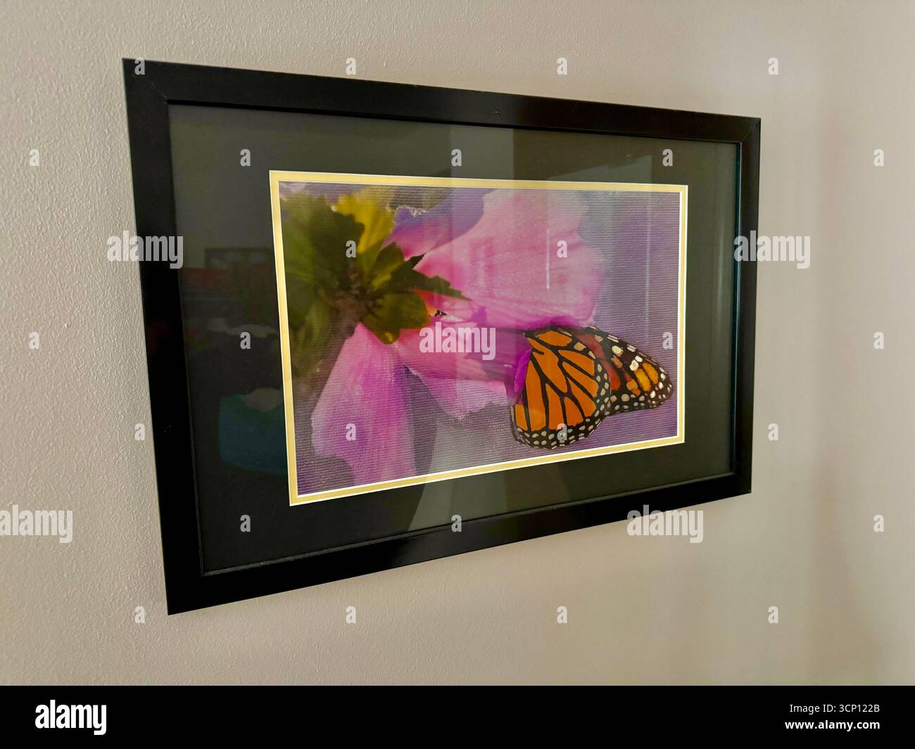 Gerahmtes Foto eines Monarchen Schmetterlings auf Rose von sharon, unter Glas mit kunstvollen Verzierungen, die an einer Wand hängen, vom Fotografen. USA Stockfoto