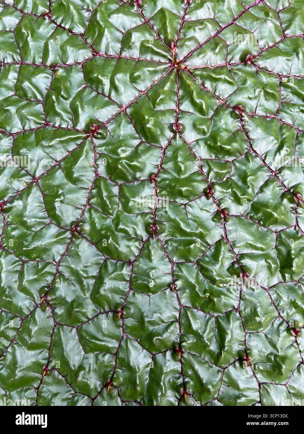 Nahaufnahme eines stacheligen Seerosenblattes (Euryale ferox) mit geometrischen Venenmustern und glänzender Textur im Tropical House Berkeley Botanical Garden - Smartphone-aufgenommenes Stockfoto