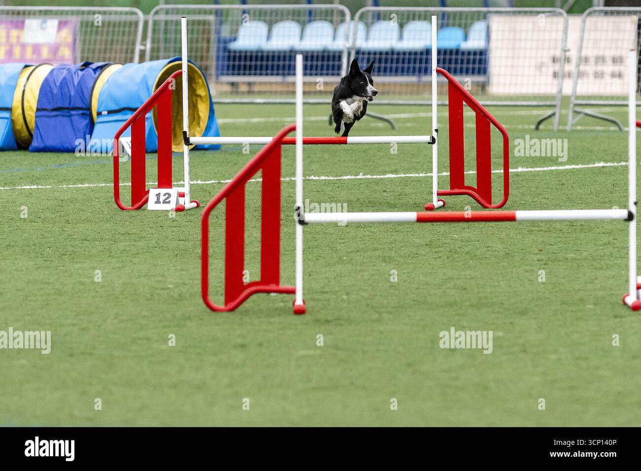 Ein schwarzer Hund springt gekonnt über Hürden auf einem Agilitätskurs während eines sonnigen Outdoor-Events auf einem Sportplatz. Stockfoto