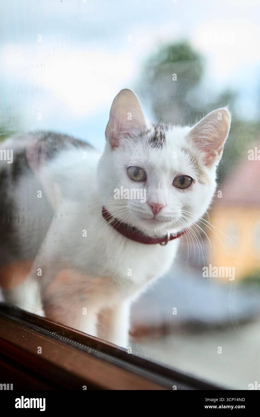 Eine weiße Hauskatze mit Kragen sitzt auf einer Fensterbank mit Blick nach draußen. Reflexionen im Glas sorgen für Tiefe und Atmosphäre. Die Szene fängt Haustier curi ein Stockfoto