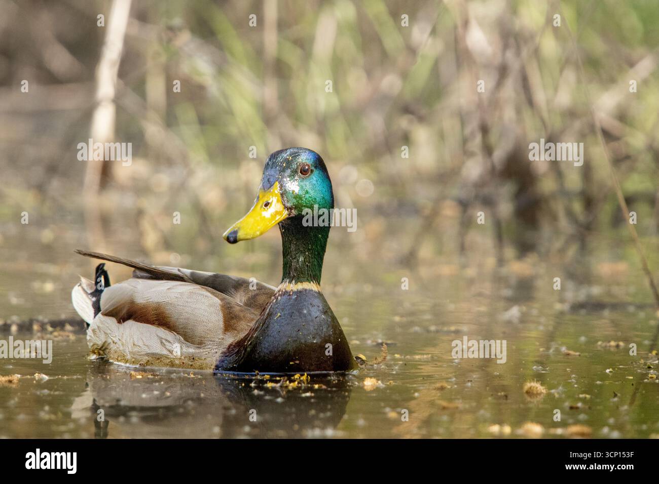 Männliche Stockenten (Anas platyrhynchos) schwimmen in einer Pfütze im Bukarester Văcărești-Delta. Stockfoto